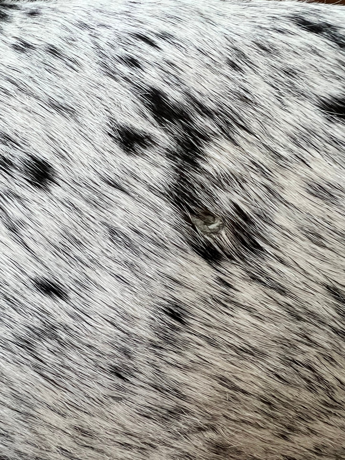 Set of TWO Double Sided Cowhide Lumbar Support Pillows